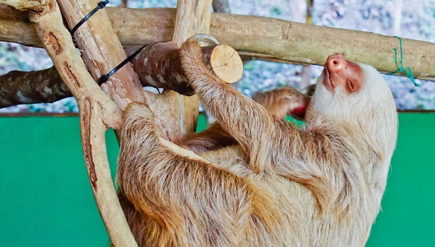 Excursão ao Parque Nacional Soberanía e ao santuário de bichos-preguiça - Foto 3