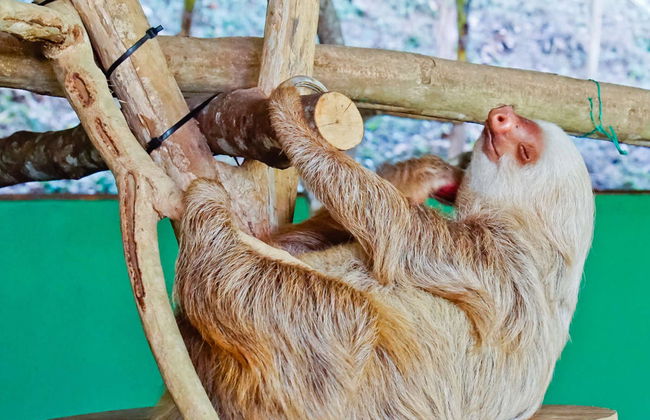 Excursion to Soberania National Park and Sloth Sanctuary - Foto 3