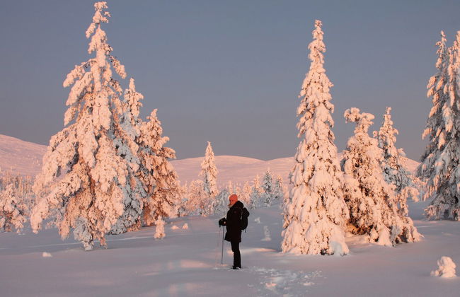 Pallas-Yllästunturi National Park Snowshoe Tour - Photo 2