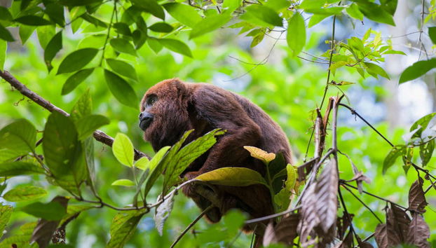 Tour en kayak por la laguna de Cacao - Foto 5