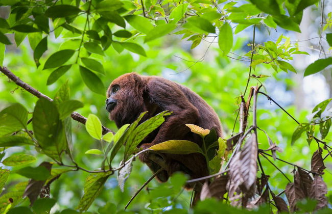 Cacao Lagoon Kayak Tour - Foto 5