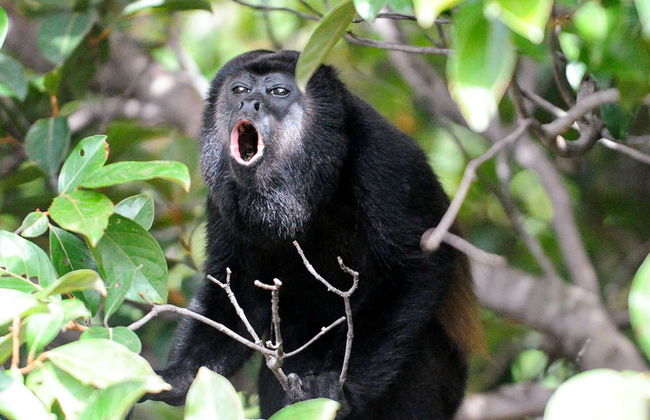 Cacao Lagoon Kayak Tour - Foto 7