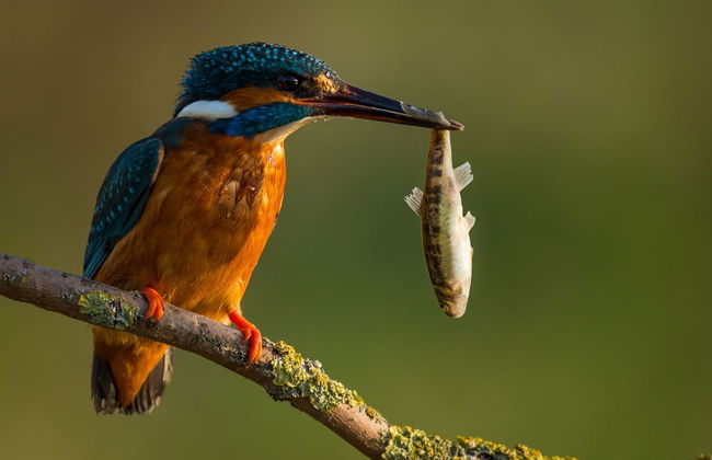 Cacao Lagoon Kayak Tour - Foto 6