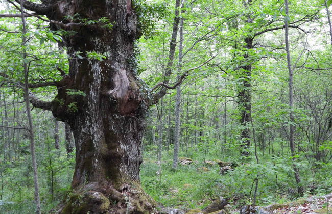 Randonnée dans la vallée de l'Ambroz - Photo 2