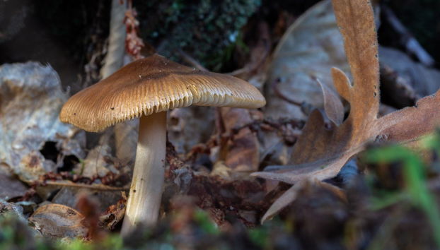 Randonnée dans la vallée de l'Ambroz - Photo 4