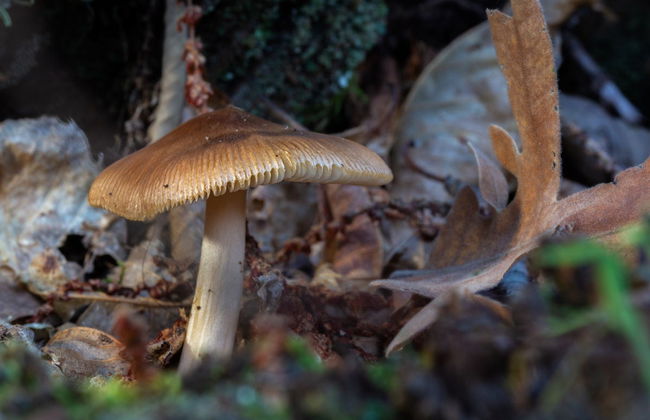 Trilha pelo Vale do Ambroz - Foto 4