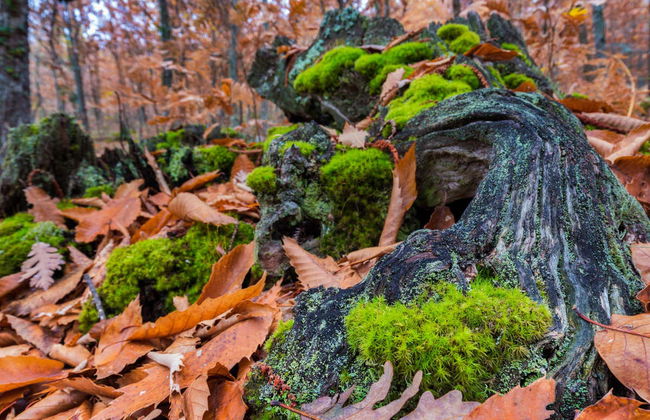 Trilha pelo Vale do Ambroz - Foto 1
