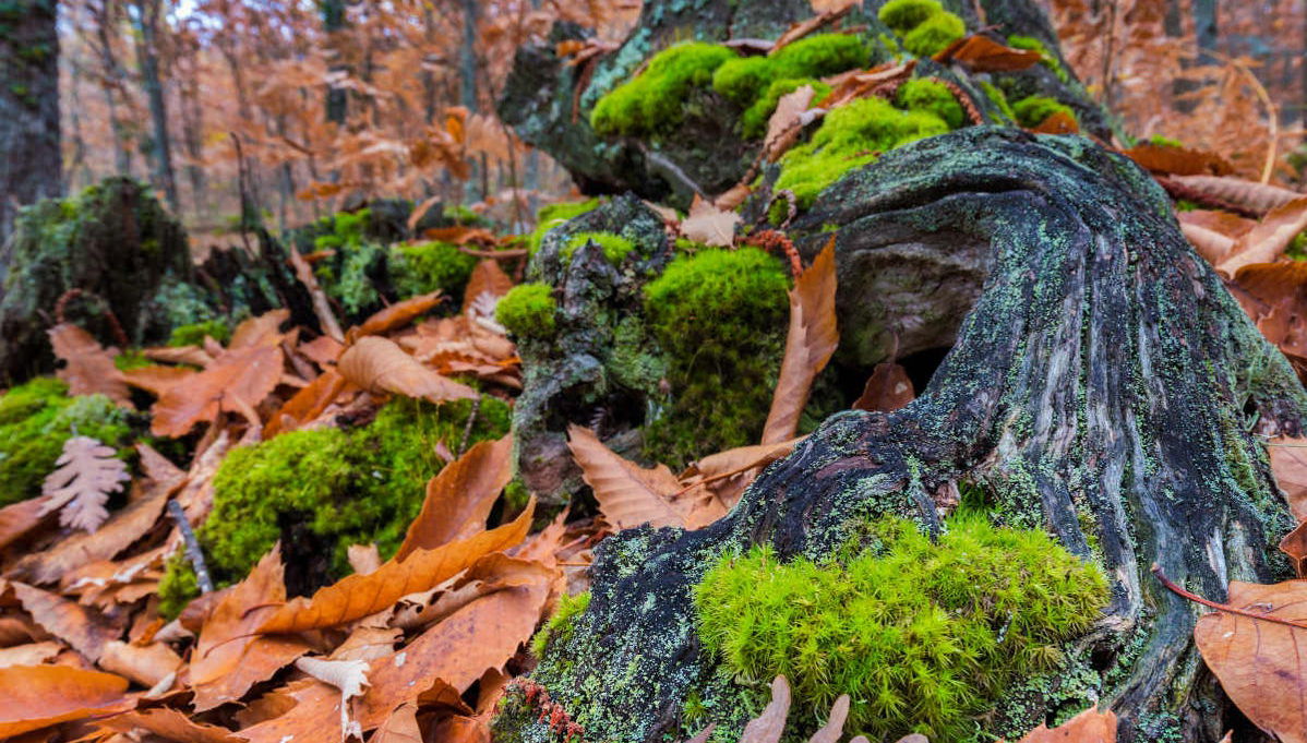 Randonnée dans la vallée de l'Ambroz - Photo 1