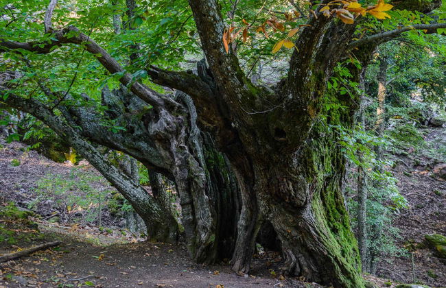 Trilha pelo Vale do Ambroz - Foto 6