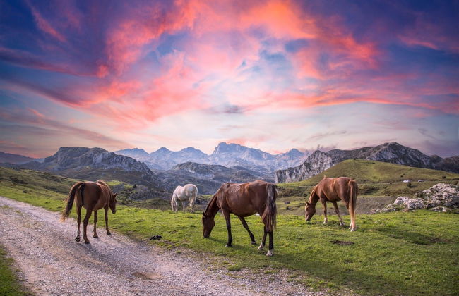 Balade à cheval aux Pics d'Europe - Photo 4