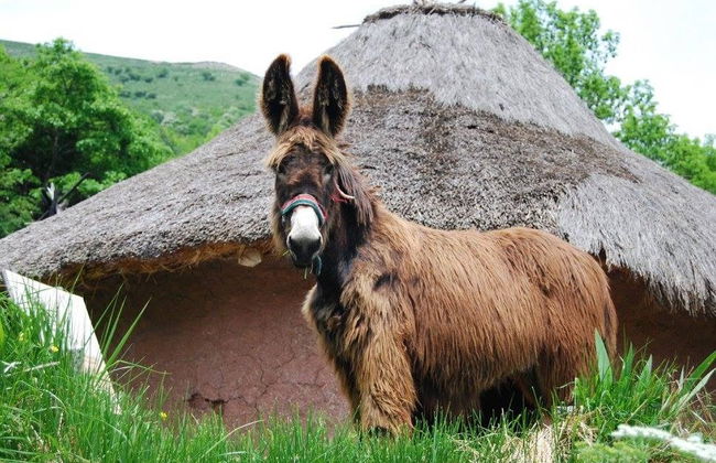Visita guiada por el Poblado Cántabro de Argüeso - Foto 8