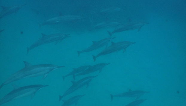 Praia do Cachorro Snorkeling - Photo 4