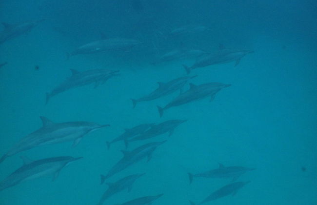 Snorkel en Praia do Cachorro - Foto 4