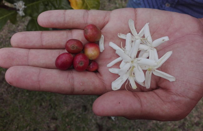 Tour del café por la finca Casa Vieja - Foto 6