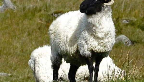 Connemara & Diamond Hill Day Trip - Foto 4