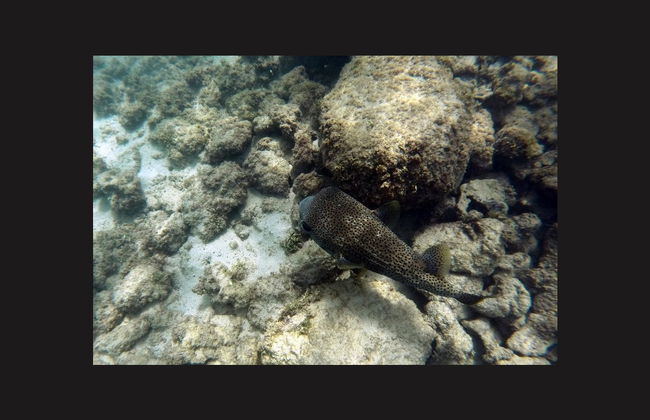 Snorkel en la playa del Escambrón - Foto 5