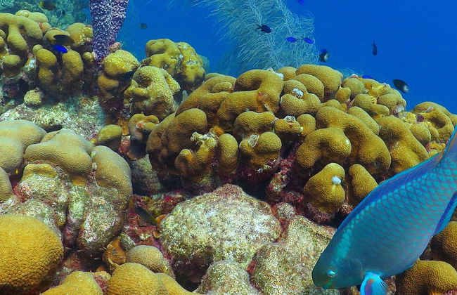 Snorkel en la playa del Escambrón - Foto 6
