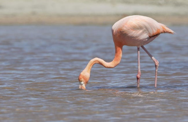 Escursione a Cerro Mesa e Garrapatero - Foto 3