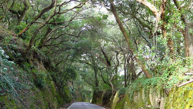 Excursão a Sintra e ao seu Parque Natural de 4x4 - Foto 5