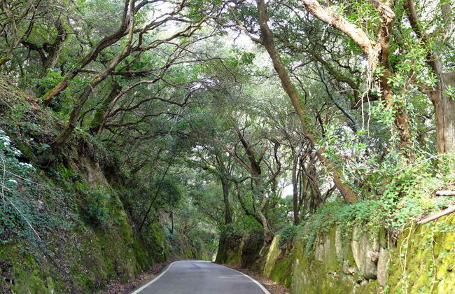 Sintra Natural Park & Pena Palace Trip - Foto 6