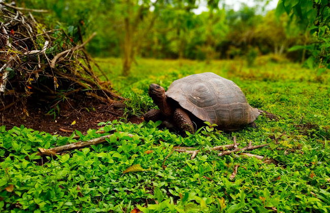 Tour of the Santa Cruz Highlands - Foto 1