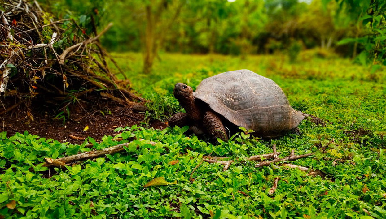 Visite des hauteurs de l'île de Santa Cruz - Photo 1
