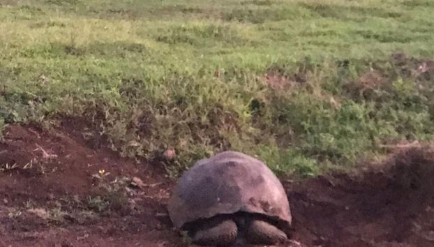 Visite des hauteurs de l'île de Santa Cruz - Photo 2