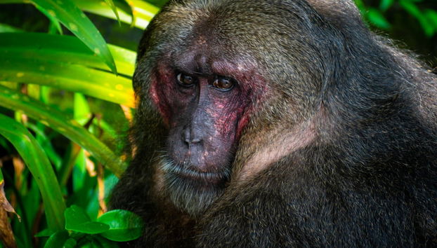 Excursão a Los Tuxtlas e Catemaco - Foto 3