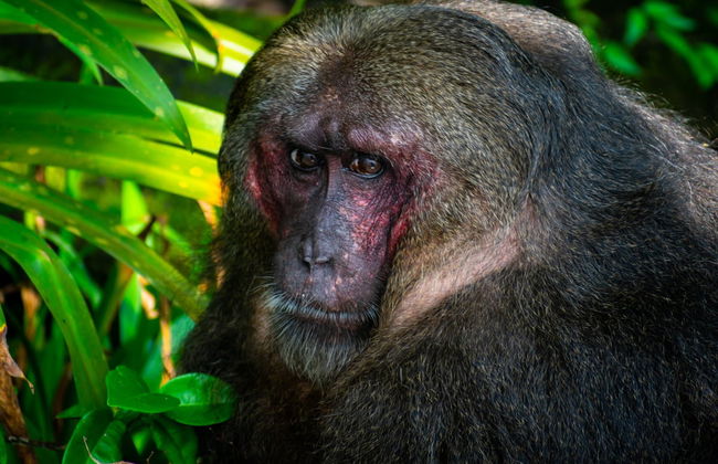 Tuxtlas and Catemaco Trip - Foto 3