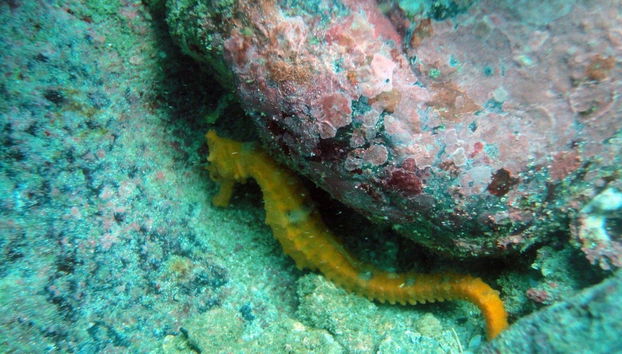 Ixtapa Zihuatanejo Beginner Scuba Diving Lesson - Photo 4