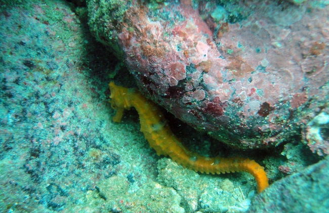 Ixtapa Zihuatanejo Beginner Scuba Diving Lesson - Photo 4