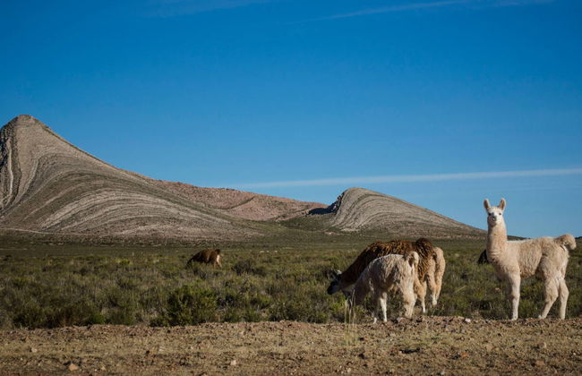 Excursión a La Quiaca y Yavi - Foto 2