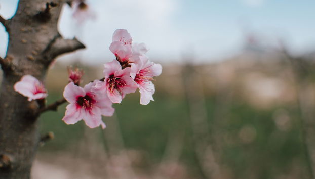 Visite à la découverte de la floraison de Cieza - Photo 3
