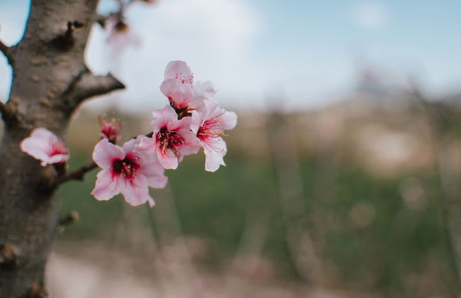 Visite à la découverte de la floraison de Cieza - Photo 3