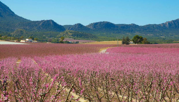 Visite à la découverte de la floraison de Cieza - Photo 5