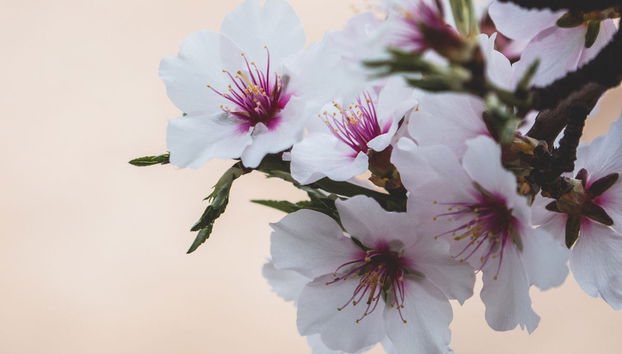 Visite à la découverte de la floraison de Cieza - Photo 4