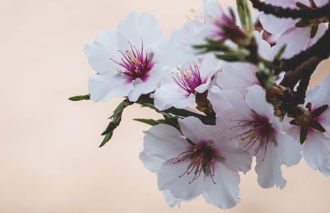 Visite à la découverte de la floraison de Cieza - Photo 4