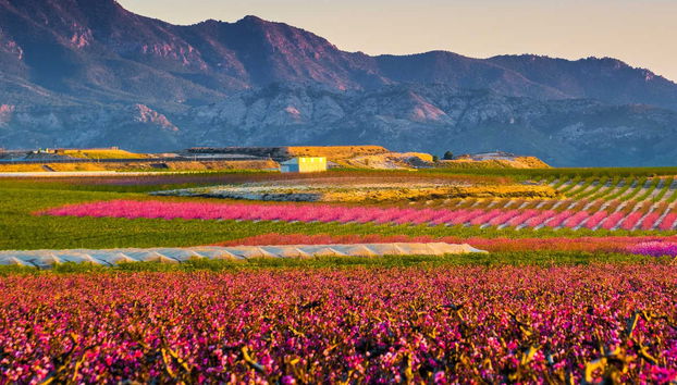 Visite à la découverte de la floraison de Cieza - Photo 2