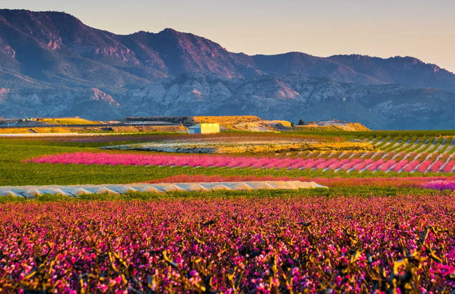 Visite à la découverte de la floraison de Cieza - Photo 2