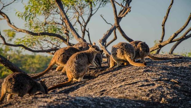Excursion à l'Outback et à Chillagoe - Photo 4