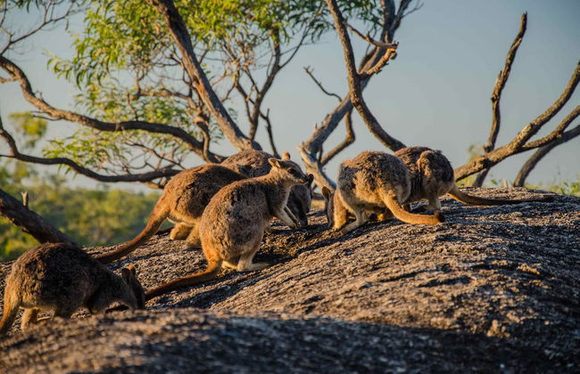 Outback & Chillagoe Day Trip - Photo 4