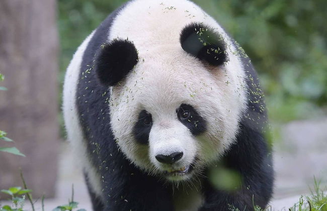 Private Day Trip to the Leshan Giant Buddha & Chengdu Panda Base - Photo 7