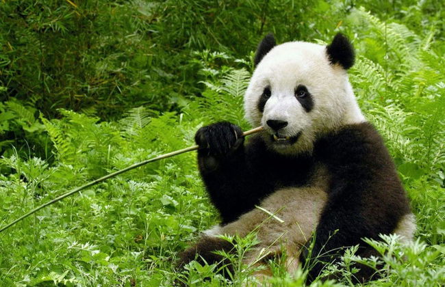Private Day Trip to the Leshan Giant Buddha & Chengdu Panda Base - Photo 6