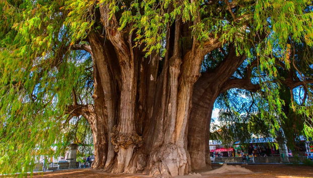 Tour di 6 giorni da Oaxaca fino a Huatulco - Foto 4