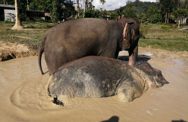 Escursione al santuario degli elefanti di Ao Nang - Foto 7