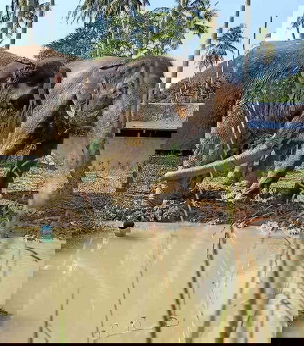 Foto - Excursão ao santuário de elefantes de Ao Nang