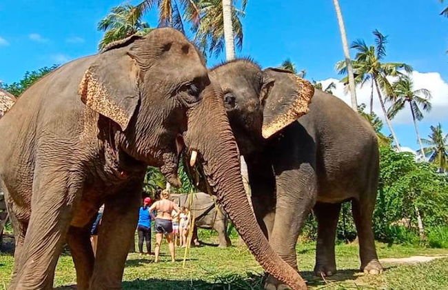 Escursione al santuario degli elefanti di Ao Nang - Foto 10