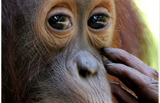 Crucero privado por Borneo con avistamiento de orangutanes en barco superior - Foto 2