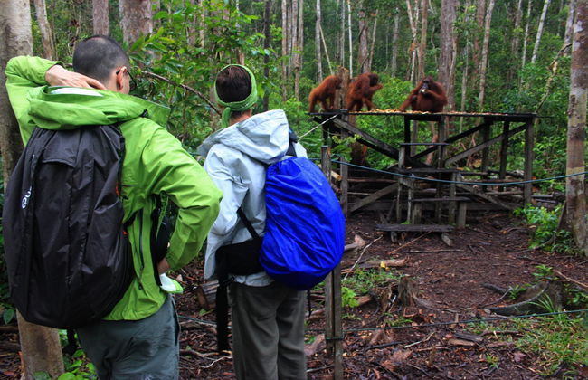 Crucero privado por Borneo con avistamiento de orangutanes en barco superior - Foto 5