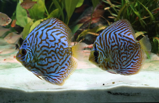 Entrada a Oceanic Aquarium - Foto 6